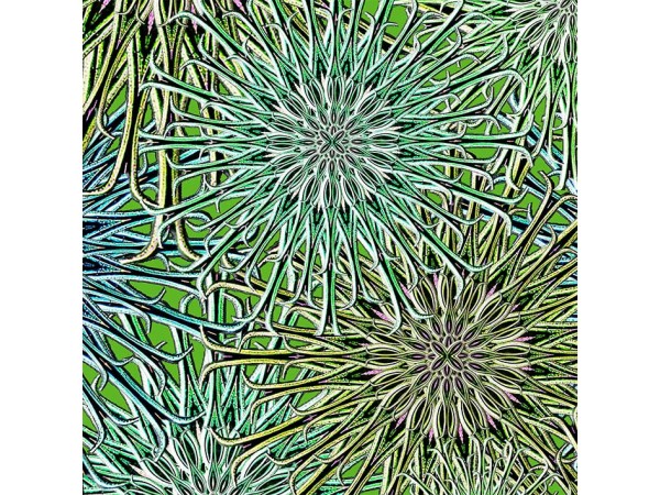 Allium